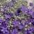 Kawaii Flowers Purple – dekorativa blommor och caviar-kulor för nageldekoration