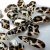 Skapa en unik och djärv look med Leopard Print Nail Charms! 20-pack med olikformade leopardmönstrade stenar för nail art. Fästes